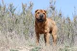 SHAR-PEI 543